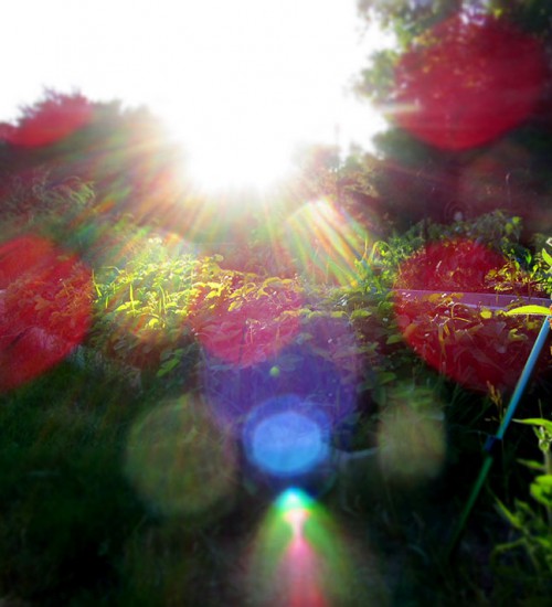 Strawberries and Sunshine