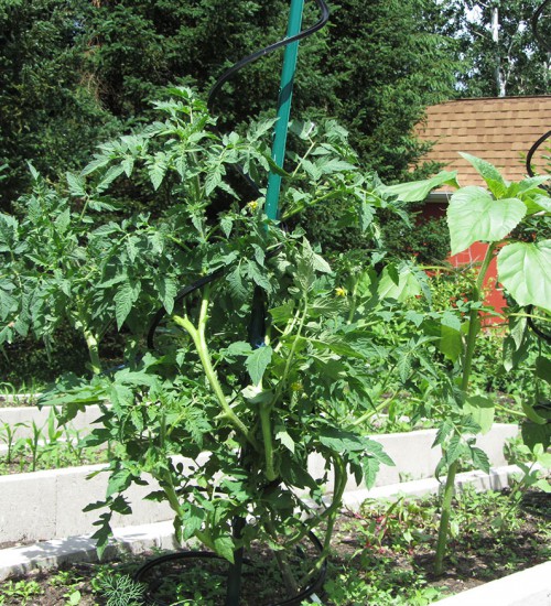 Tomato Sprials