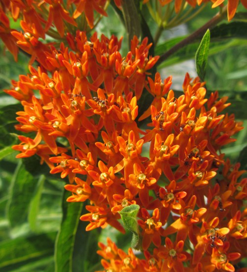 Ants on Butterfly Weed