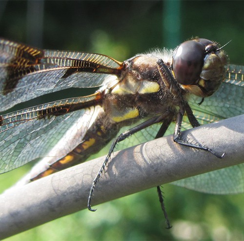 Dragonfly