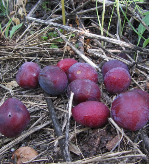 Nichols Plum Fruit Dropped