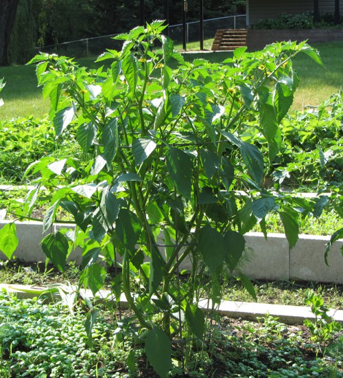 Tomatillos