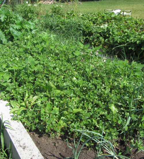 Purslane Garden Bed