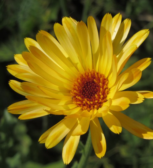 Daisy
